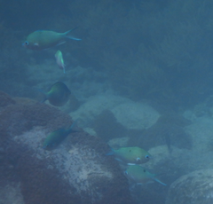 Chromis atripectoralis