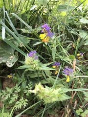 Melampyrum nemorosum