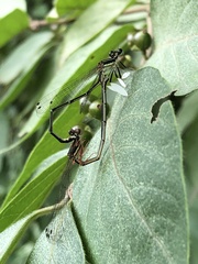 Platycnemis phyllopoda