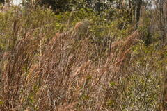 Schizachyrium condensatum