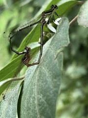 Platycnemis phyllopoda