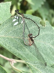 Platycnemis phyllopoda