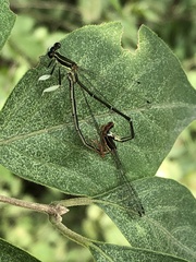 Platycnemis phyllopoda