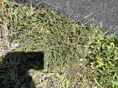 Stylosanthes viscosa