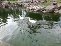 Anas platyrhynchos domesticus