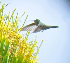 Lampornis clemenciae