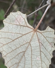 Vitis shuttleworthii