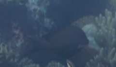 Ctenochaetus striatus