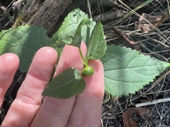 Asphondylia eupatorii