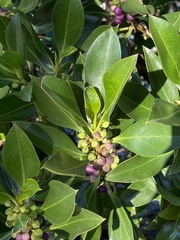Myoporum tenuifolium