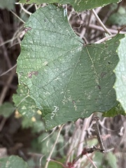 Vitis shuttleworthii