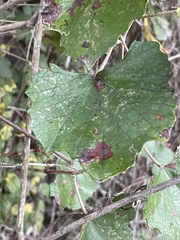 Vitis shuttleworthii