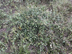 Vitis shuttleworthii