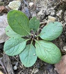 Salvia lyrata