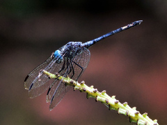 Micrathyria atra