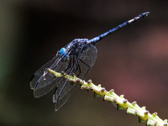 Micrathyria atra