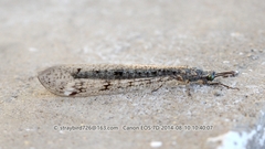 Euroleon coreanus