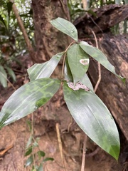 Dracaena surculosa
