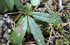 Mycosphaerella chimaphilae