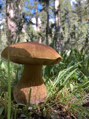Boletus edulis grandedulis