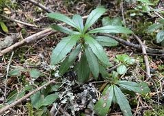 Mycosphaerella chimaphilae