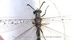 Euroleon coreanus