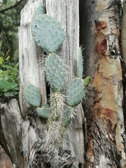 Opuntia