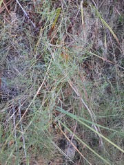 Muhlenbergia utilis