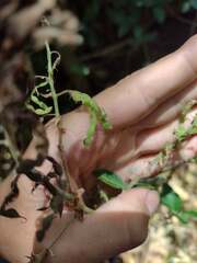 Desmodium intortum