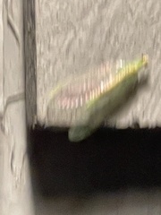 Chrysopa quadripunctata