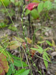 Polygonum tenue