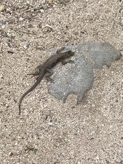 Microlophus delanonis