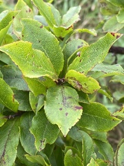 Vaccinium cylindraceum