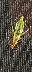 Oecanthus pini