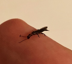 Oligotoma humbertiana