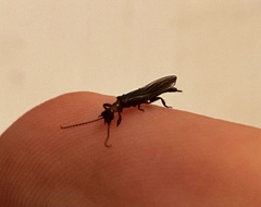 Oligotoma humbertiana