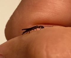 Oligotoma humbertiana