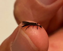 Oligotoma humbertiana