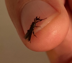 Oligotoma humbertiana