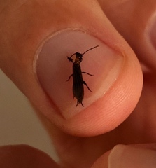 Oligotoma humbertiana