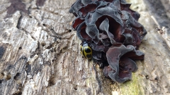 Aegithus quadrinotatus