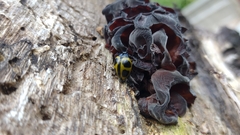 Aegithus quadrinotatus