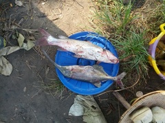 Campylomormyrus numenius