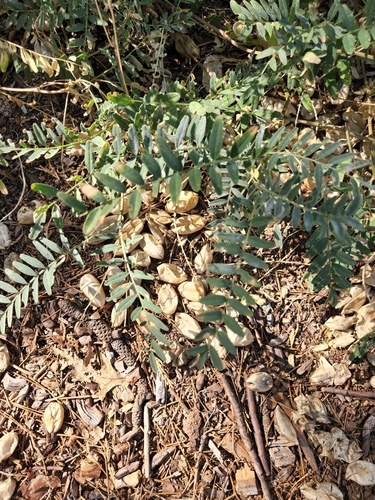 Image of Astragalus douglasii by no rights reserved