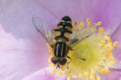 Helophilus neoaffinis