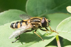 Helophilus neoaffinis