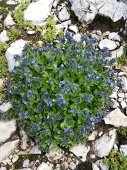 Veronica alpina