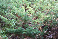 Juniperus communis depressa