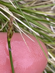 Eleocharis multicaulis