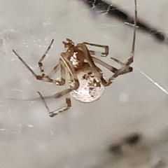 Parasteatoda tepidariorum
